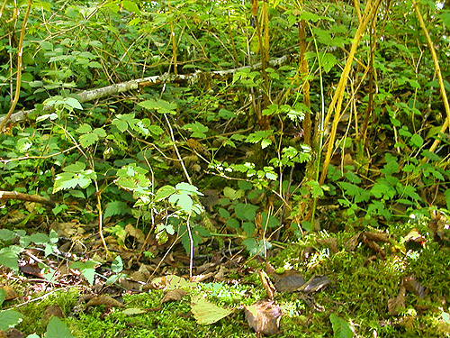 herb-shrub understory beside Sunday Lake Trail, North Fork Snoqualmie, King County, Washington