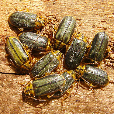 aggregating chrysomelid beetles, Sunland Park, Sunland, Grant County, Washington