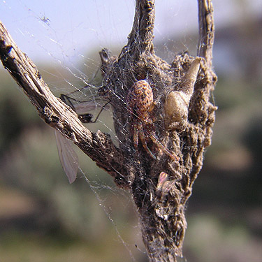 Dictyna completa in web, Babcock Bench, Grant County, Washington