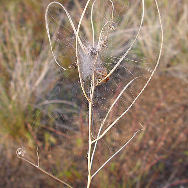 typical dictynid web, Sunland Boat Launch, Grant County, Washington