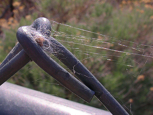 Dictynid web on chain link fence, Sunland Boat Launch, Grant County, Washington