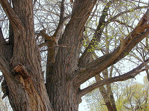 Siberian elm, Ulmus pumila, Sunland Park, Sunland, Grant County, Washington