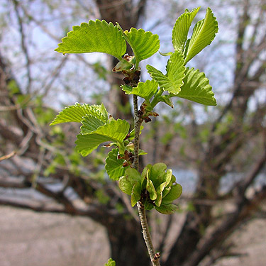 Siberian elm Ulmus pumila leafing out, Sunland Park, Sunland, Grant County, Washington