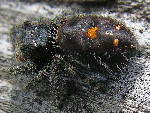 juvenile Phidippus jumping spider, Sunland Park, Sunland, Grant County, Washington