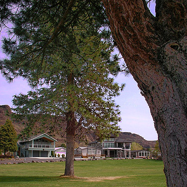 pine trees in lawn of Sunland Park, Sunland, Grant County, Washington
