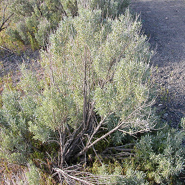 sagebrush shrub Artemisia tridentata, Babcock Bench, Grant County, Washington