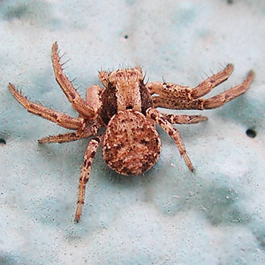 juvenile Xysticus crab spider, Sunland Park, Sunland, Grant County, Washington