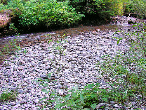 gravel bar in Surprise Creek, middle part of Surprise Creek Trail, NE King County, Washington