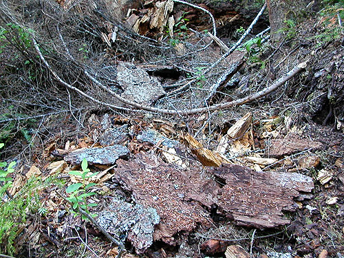 fallen bark, middle part of Surprise Creek Trail, NE King County, Washington