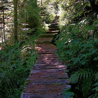 boardwalk, mid-part of Surprise Creek Trail, NE King County, Washington