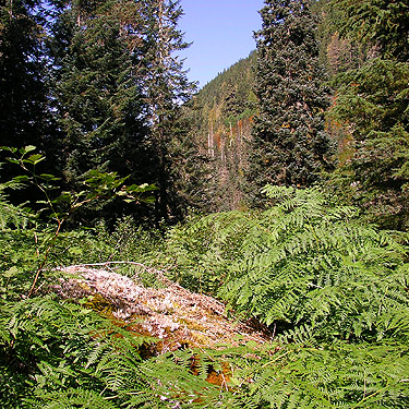 bracken in meadow, middle part of Surprise Creek Trail, NE King County, Washington