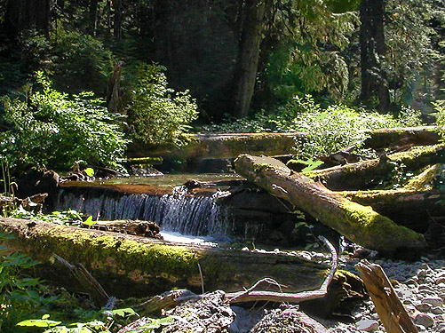 low cascade in creek, middle part of Surprise Creek Trail, NE King County, Washington