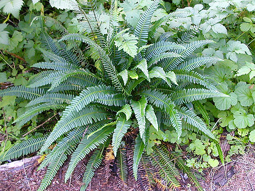 fern species common in understory, middle part of Surprise Creek Trail, NE King County, Washington