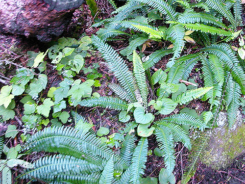 forest floor foliage, middle part of Surprise Creek Trail, NE King County, Washington