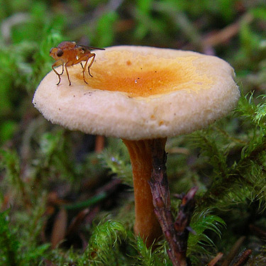 fly on cup-like fungus, middle part of Surprise Creek Trail, NE King County, Washington