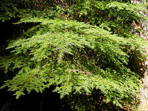 western hemlock foliage Tsuga heterophylla, middle part of Surprise Creek Trail, NE King County, Washington