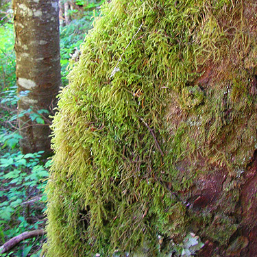 moss on tree trunk, middle part of Surprise Creek Trail, NE King County, Washington