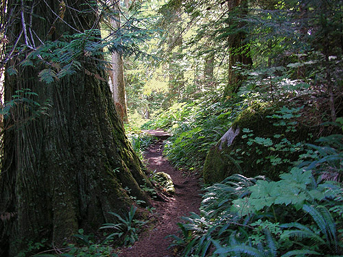 shady early part of Surprise Creek Trail, NE King County, Washington
