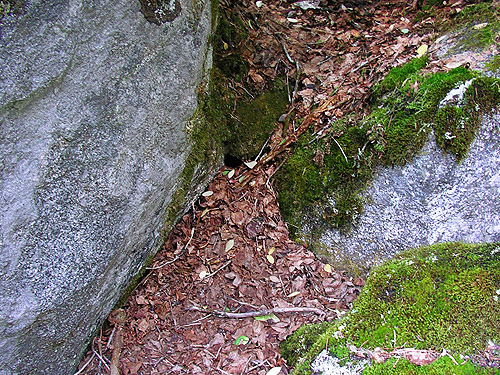 pocket of deep Vaccinium leaf litter, middle part of Surprise Creek Trail, NE King County, Washington