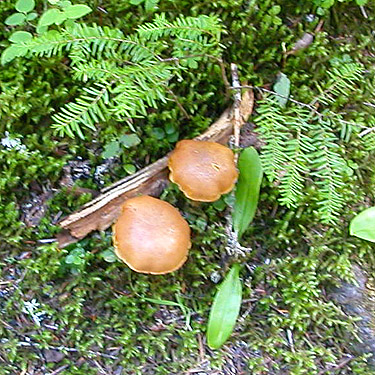 mushrooms and hemlock seedlings, middle part of Surprise Creek Trail, NE King County, Washington
