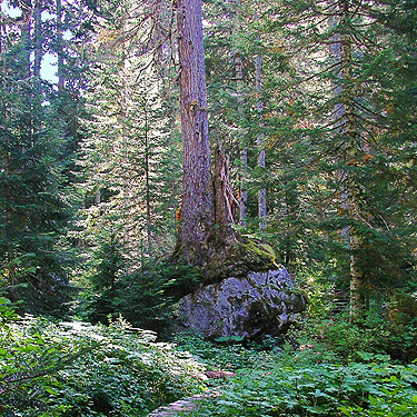 tall tree grows from large boulder, middle part of Surprise Creek Trail, NE King County, Washington