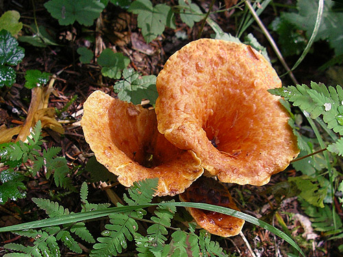 trumpet-like fungi, middle part of Surprise Creek Trail, NE King County, Washington