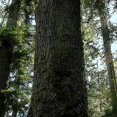 old growth trunk, middle part of Surprise Creek Trail, NE King County, Washington