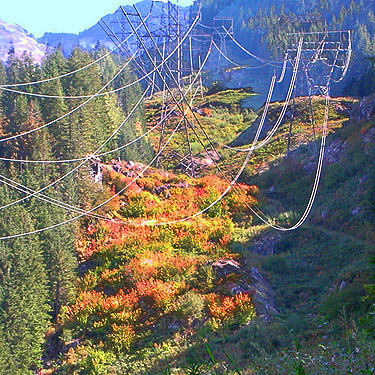vine maple turning color near trailhead, Surprise Creek Trail, NE King County, Washington