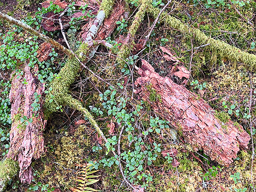 fallen bark slabs, trail, former forest service road south of Lake Sutherland, Clallam County, Washington