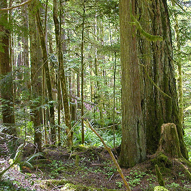 impressive big tree, trail, former forest service road south of Lake Sutherland, Clallam County, Washington