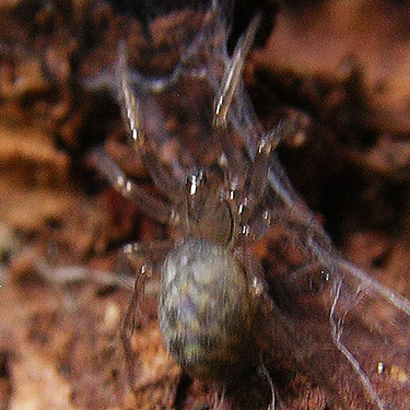 juvenile Calymmaria spider, trail, former forest service road south of Lake Sutherland, Clallam County, Washington