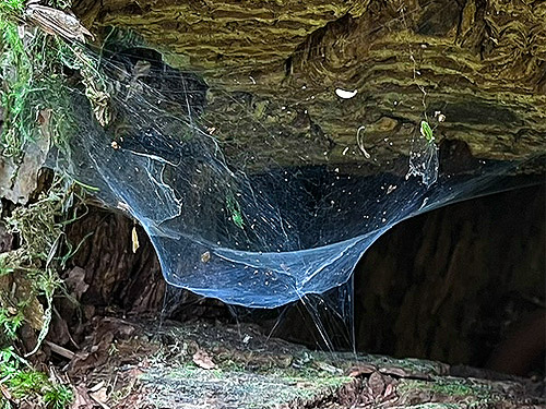 Calymmaria spider web, trail, former forest service road south of Lake Sutherland, Clallam County, Washington