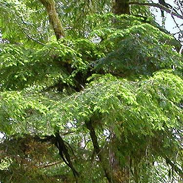 canopy western hemlock foliage, trail, former forest service road south of Lake Sutherland, Clallam County, Washington