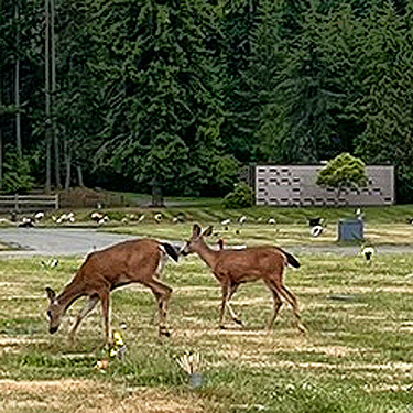 deer in cemetery east of Port Angeles, Washington