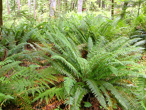 sword fern understory, trail, former forest service road south of Lake Sutherland, Clallam County, Washington