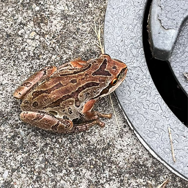 frog on grave stone, cemetery E of Port Angeles, Washington