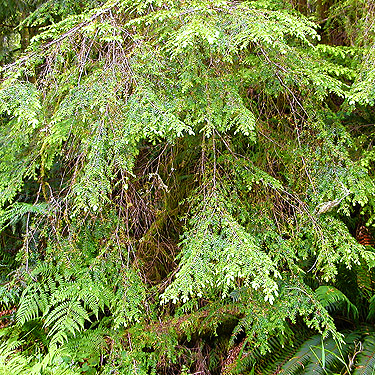 western hemlock foliage, trail, former forest service road south of Lake Sutherland, Clallam County, Washington