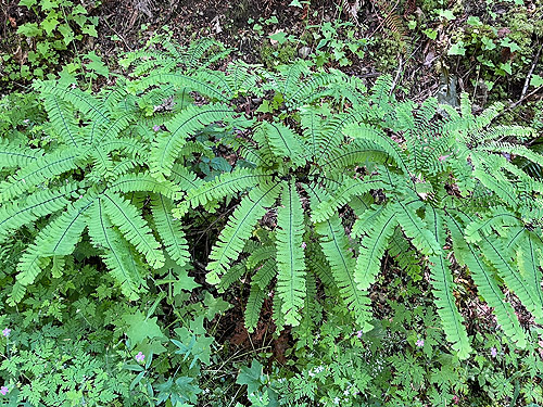 Licorice ferns, Polypodium, trail, former forest service road south of Lake Sutherland, Clallam County, Washington