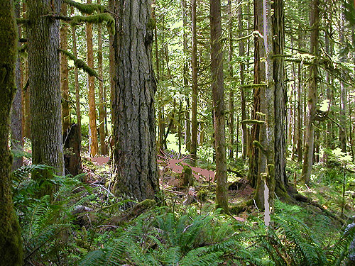 mature conifer forest, trail, former forest service road south of Lake Sutherland, Clallam County, Washington