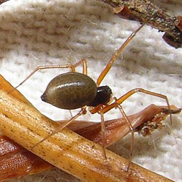 female spider Meioneta darrelli from trail, former forest service road south of Lake Sutherland, Clallam County, Washington