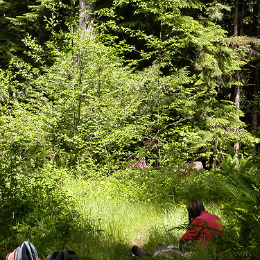 mini-clearing on trail, former forest service road south of Lake Sutherland, Clallam County, Washington