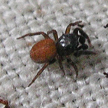 Neon reticulatus jumping spider from trail, former forest service road south of Lake Sutherland, Clallam County, Washington