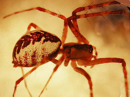 Pityohyphantes tacoma female spider, trail, former forest service road south of Lake Sutherland, Clallam County, Washington