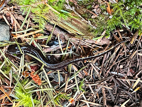 unidentified Plethodon salamander from trail, former forest service road south of Lake Sutherland, Clallam County, Washington