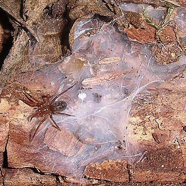 female spider Cicurina pusilla and web, trail, former forest service road south of Lake Sutherland, Clallam County, Washington