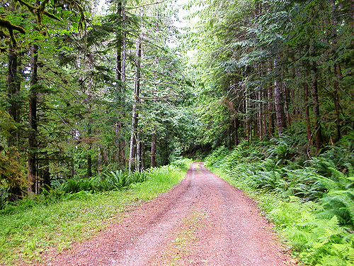 forest service road south of Lake Sutherland, Clallam County, Washington