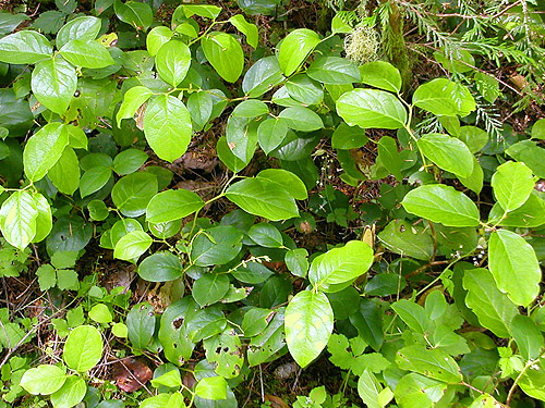 salal understory foliage, trail, former forest service road south of Lake Sutherland, Clallam County, Washington