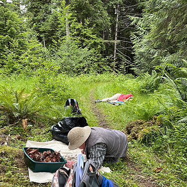 Rod Crawford sifts maple litter while Kathy Whaley naps, trail, former forest service road south of Lake Sutherland, Clallam County, Washington