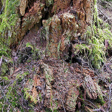 dead wood in forest, trail, former forest service road south of Lake Sutherland, Clallam County, Washington