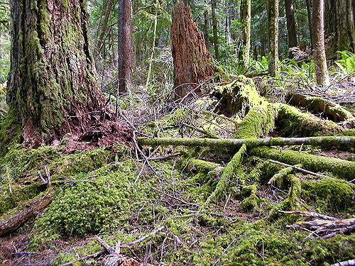 forest floor with dead wood, trail, former forest service road south of Lake Sutherland, Clallam County, Washington